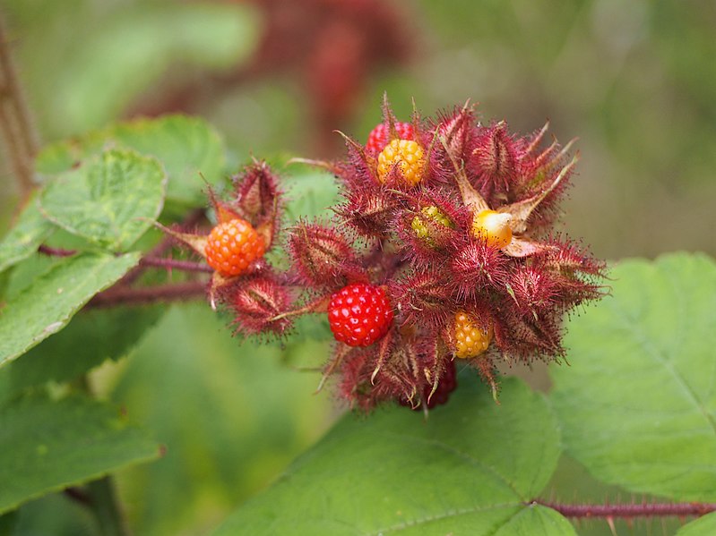 Framboesa do vinho ou framboesa japonesa, Rubus phoenicolasius