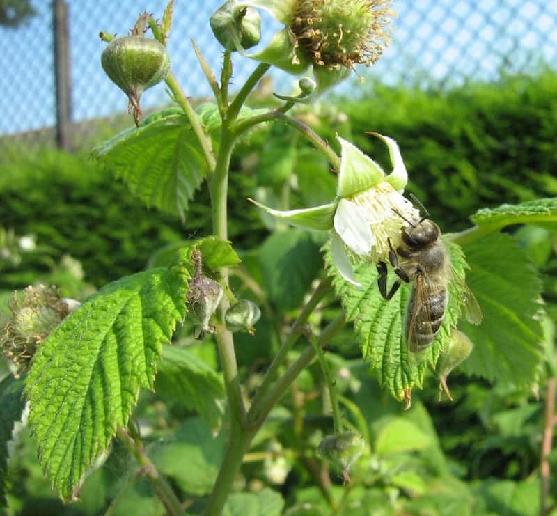 Floracin de la frambuesa, flor de frambuesa