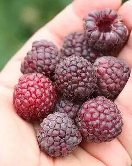 Planta frambuesa morada púrpura, Rubus idaeus x occidentalis