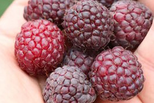 Planta frambuesa morada prpura, Rubus idaeus x occidentalis