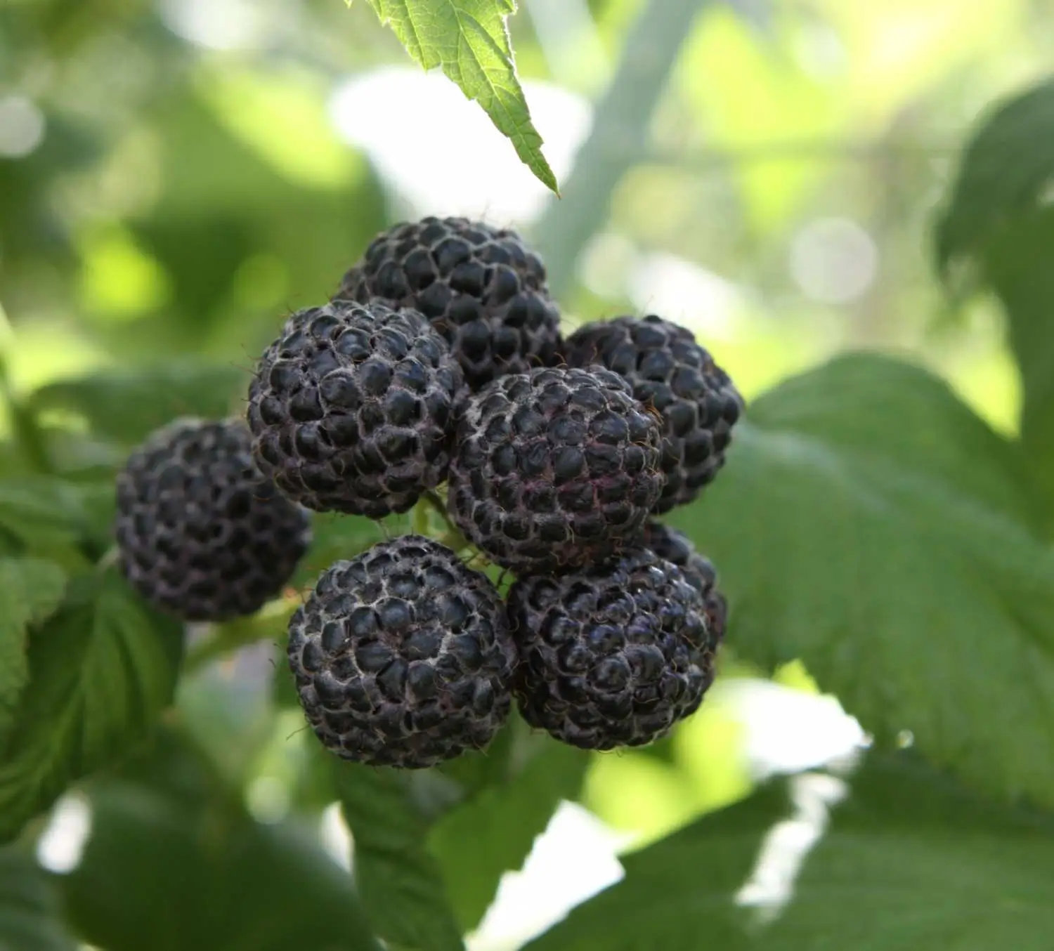 Venta online planta de frambuesa negra Rubus occidentalis