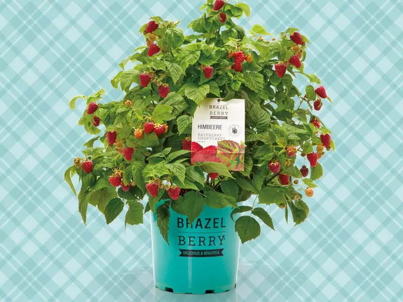 Planta de frambuesa roja Brazelberry Shortcake