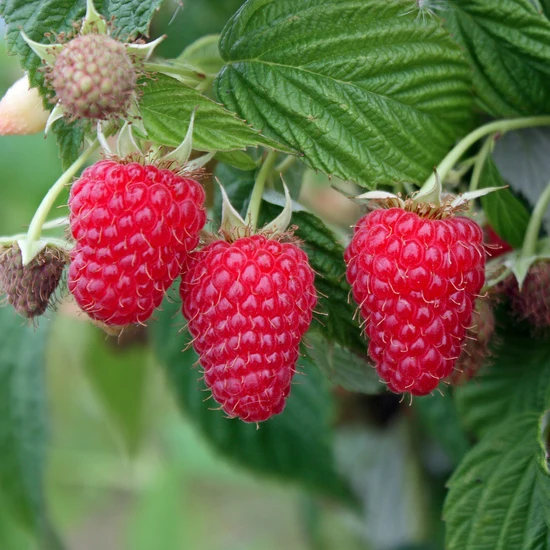 Venta online planta frambuesa primocane Autumn First, Rubus idaeus