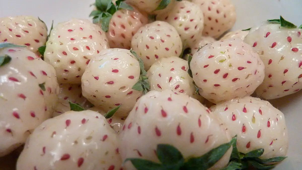 Fresa blanca pineberry Anablanca