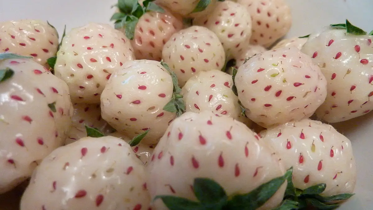 Fresa blanca pineberry Anablanca