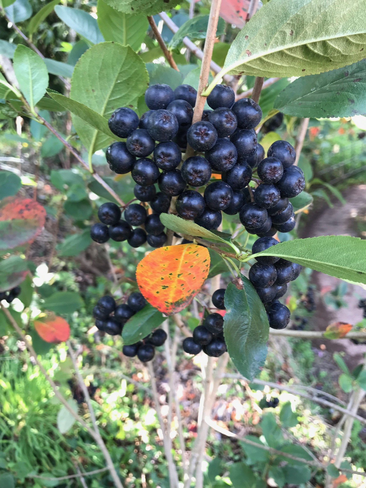 Aronia fruits