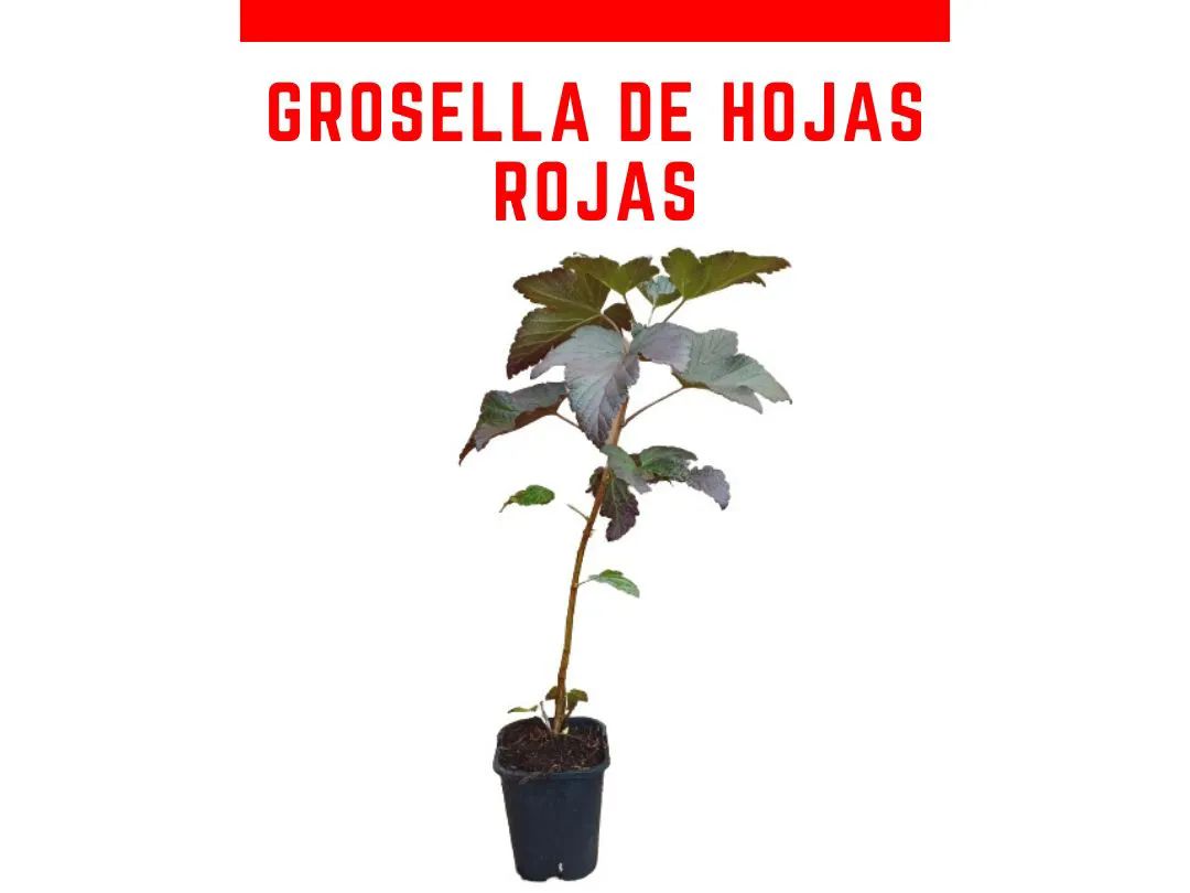 Venta online de planta de grosella de hojas rojas en maceta de 1 L