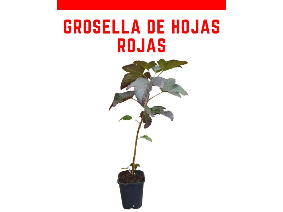 Venta online de planta de grosella de hojas rojas en maceta de 1 L