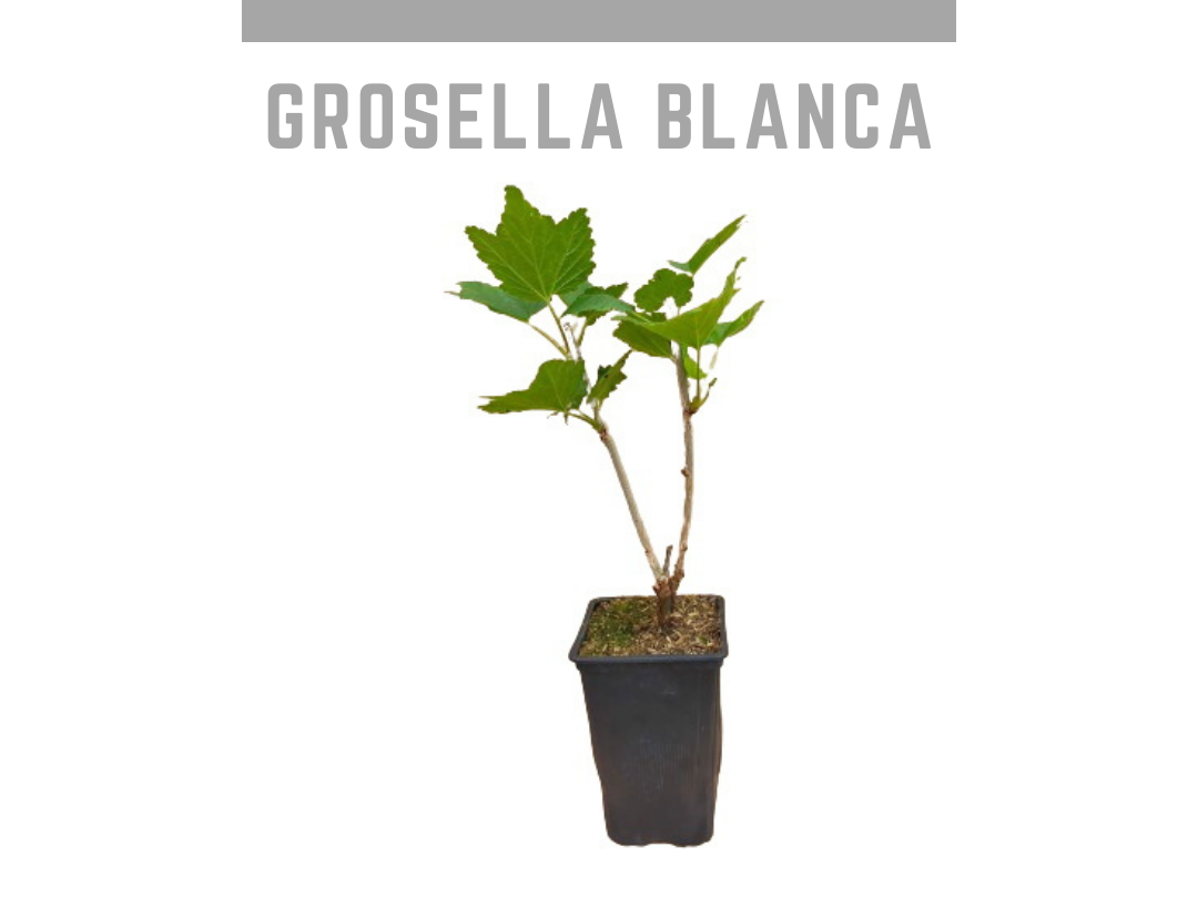 Planta grosella blanca 1,5L