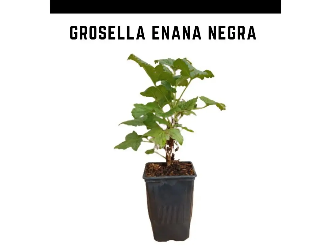 Planta grosella enana dulce maceta 1 L
