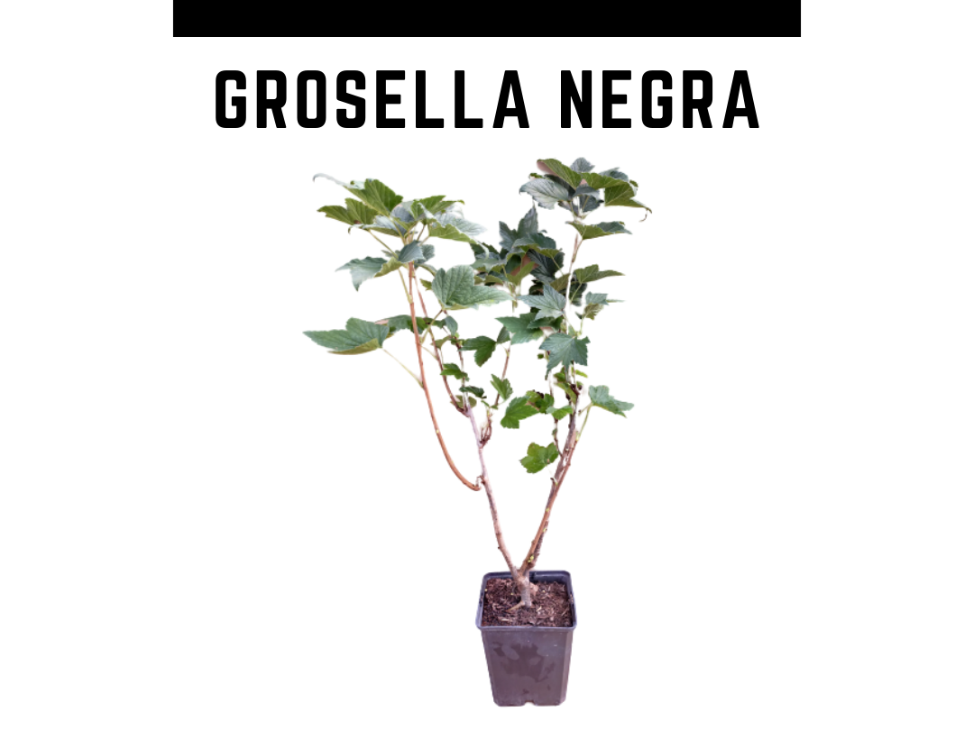 Planta groselheira preta vaso 1 L