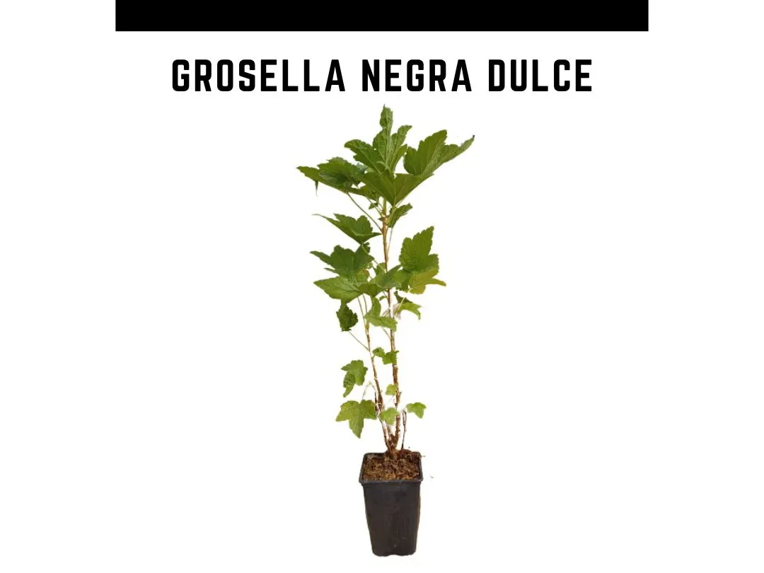 Planta grosella negra dulce maceta 1 L