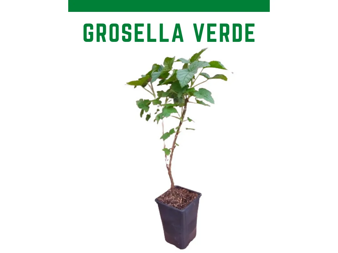 Planta de groselheira verde vaso 1 L