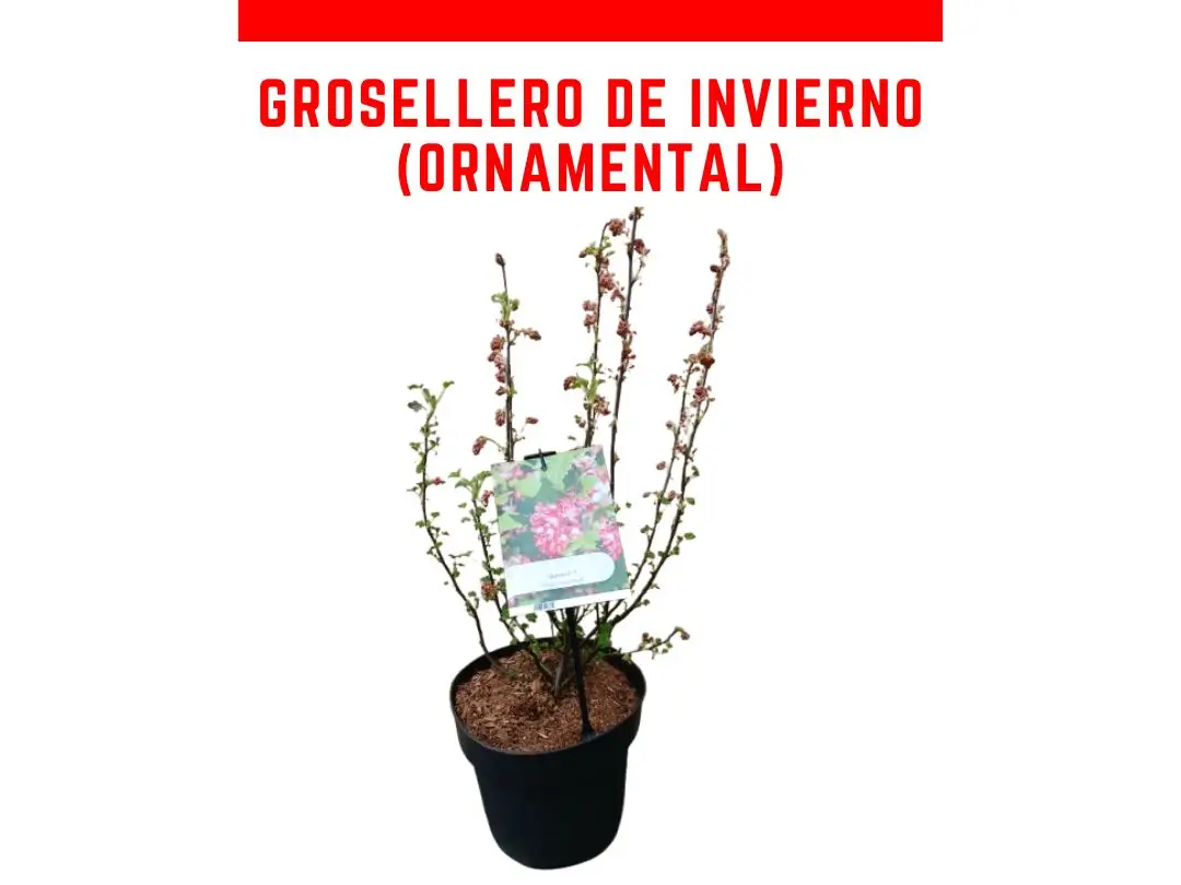 Planta de grosellero de invierno Amore