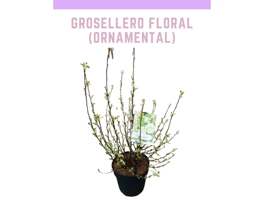 Planta de grosellero floral Oregon Snowflake