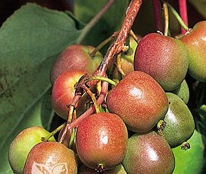 Venta online de plantas de mini kiwi geneva