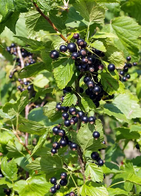 Grosella negra Ribes nigrum