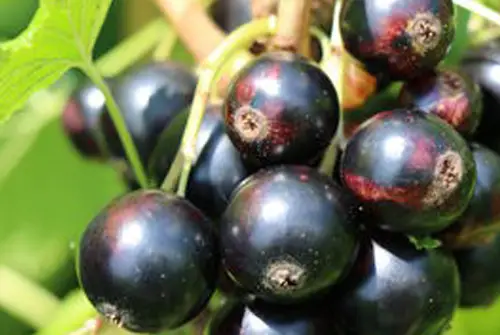 Planta grosella negra dulce casis, Ribes nigrum