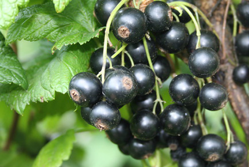 Planta grosella negra enana, Ribes nigrum