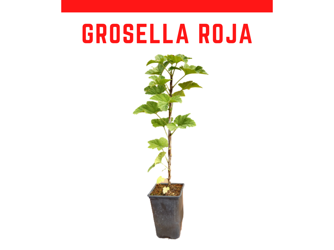 Planta de grosella roja en maceta de 1,5 L