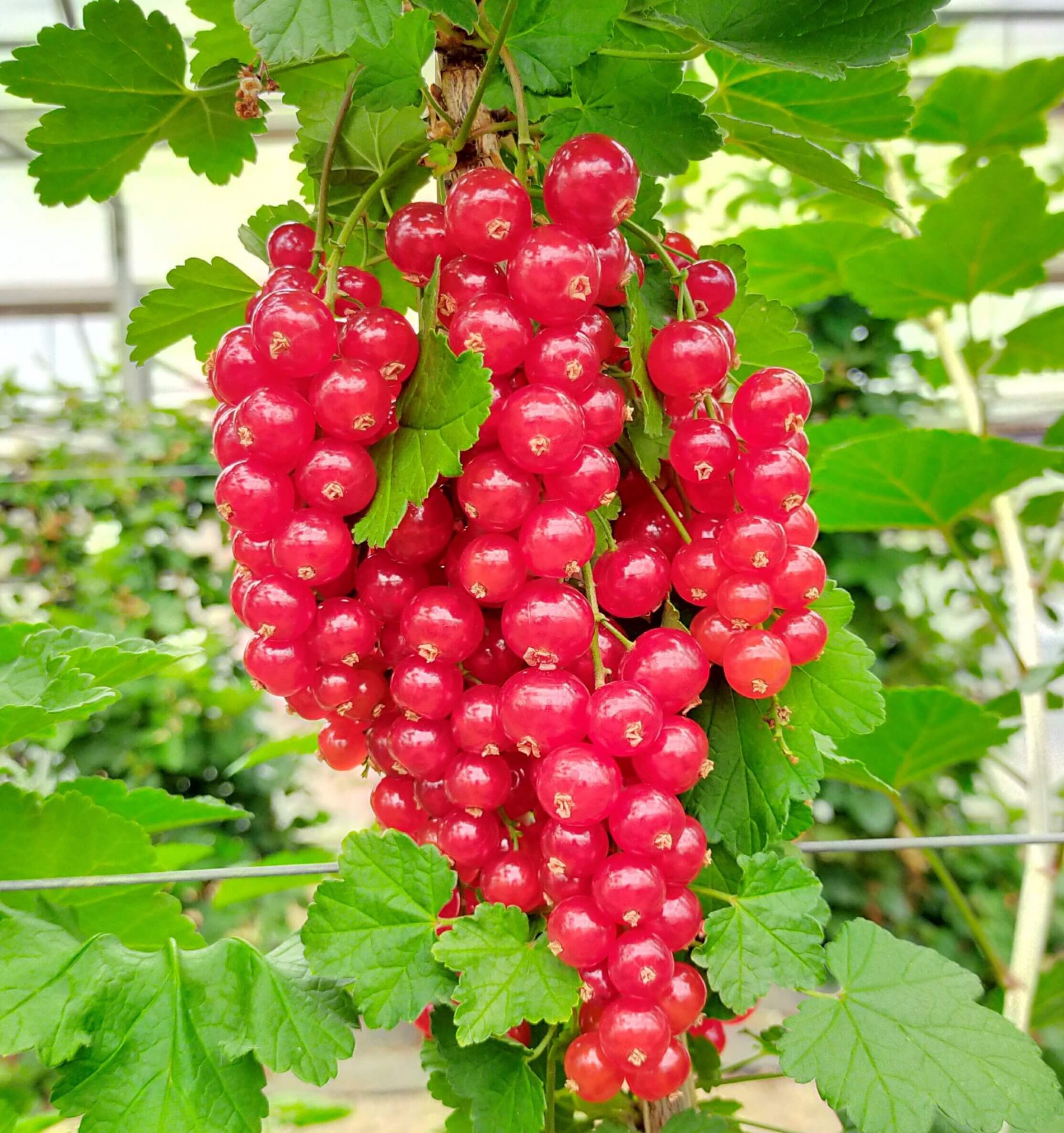 Groselha vermelha Ribes rubrum