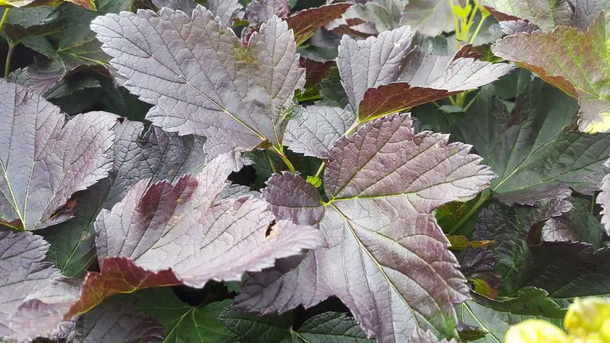 Venta online planta grosella de hojas rojas, Ribes nigrum