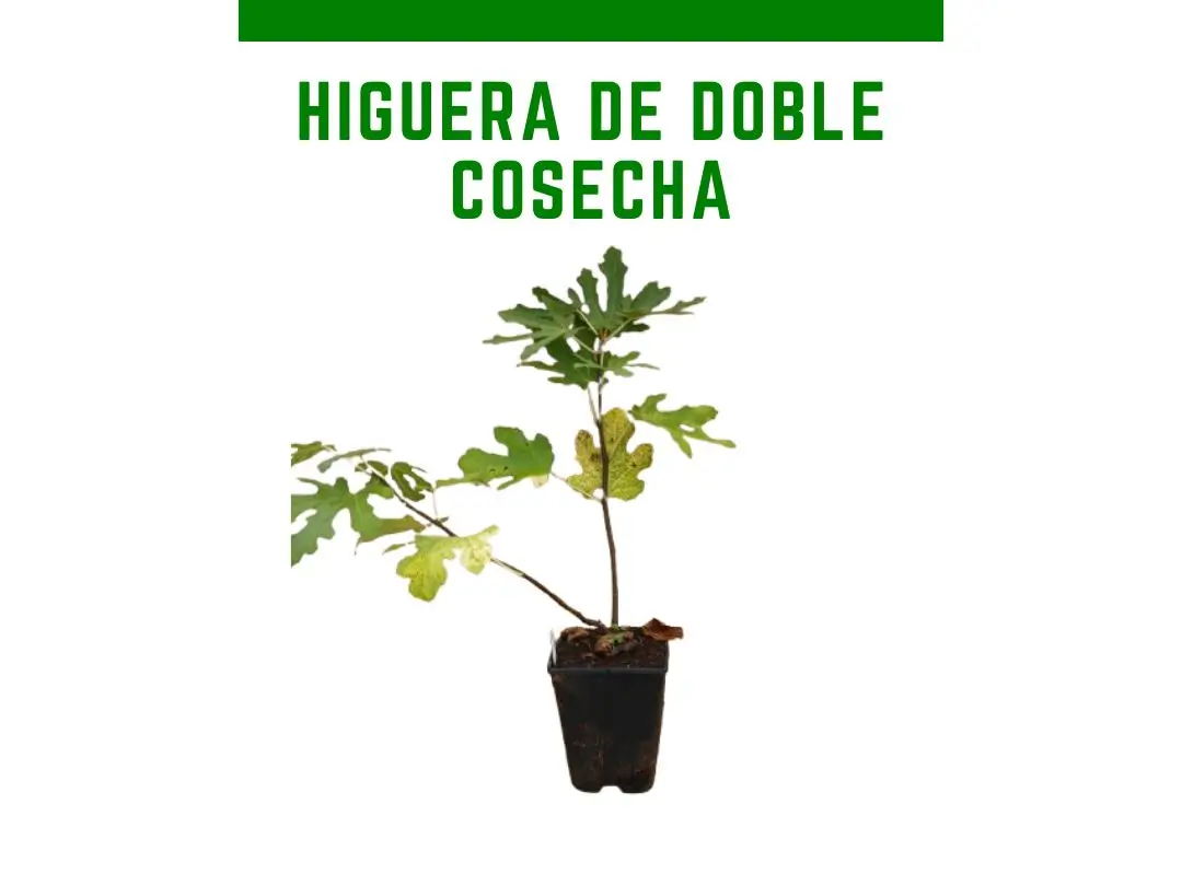 Plantas de figo colheita dupla Gustis Twotimer 