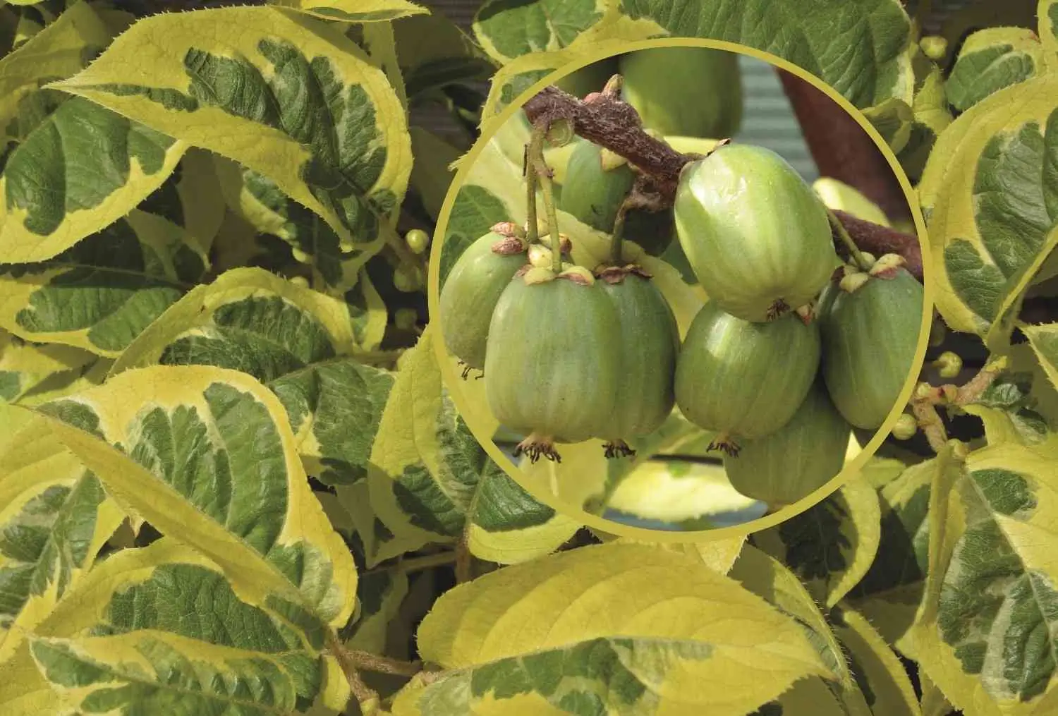 Venda online de planta kiwiberry albino
