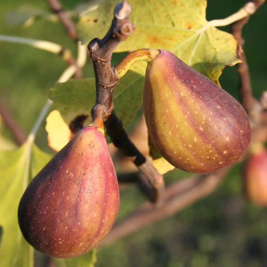 Planta de higuera de doble cosecha Gustis Twotimer