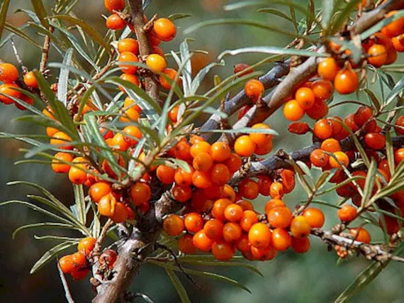 Espino amarillo, Hippophae rhamnoides
