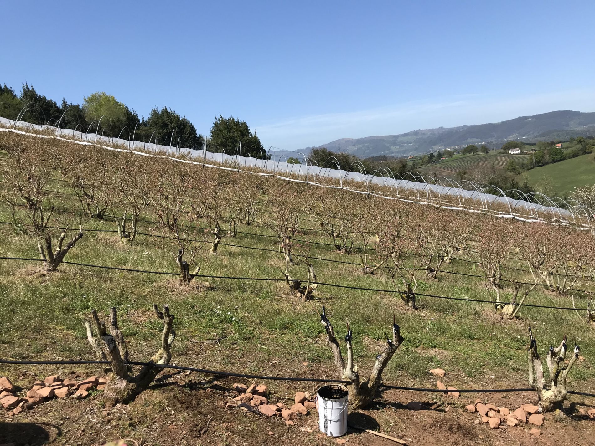 Injerto para cambios de variaciones en plantas de arndanos