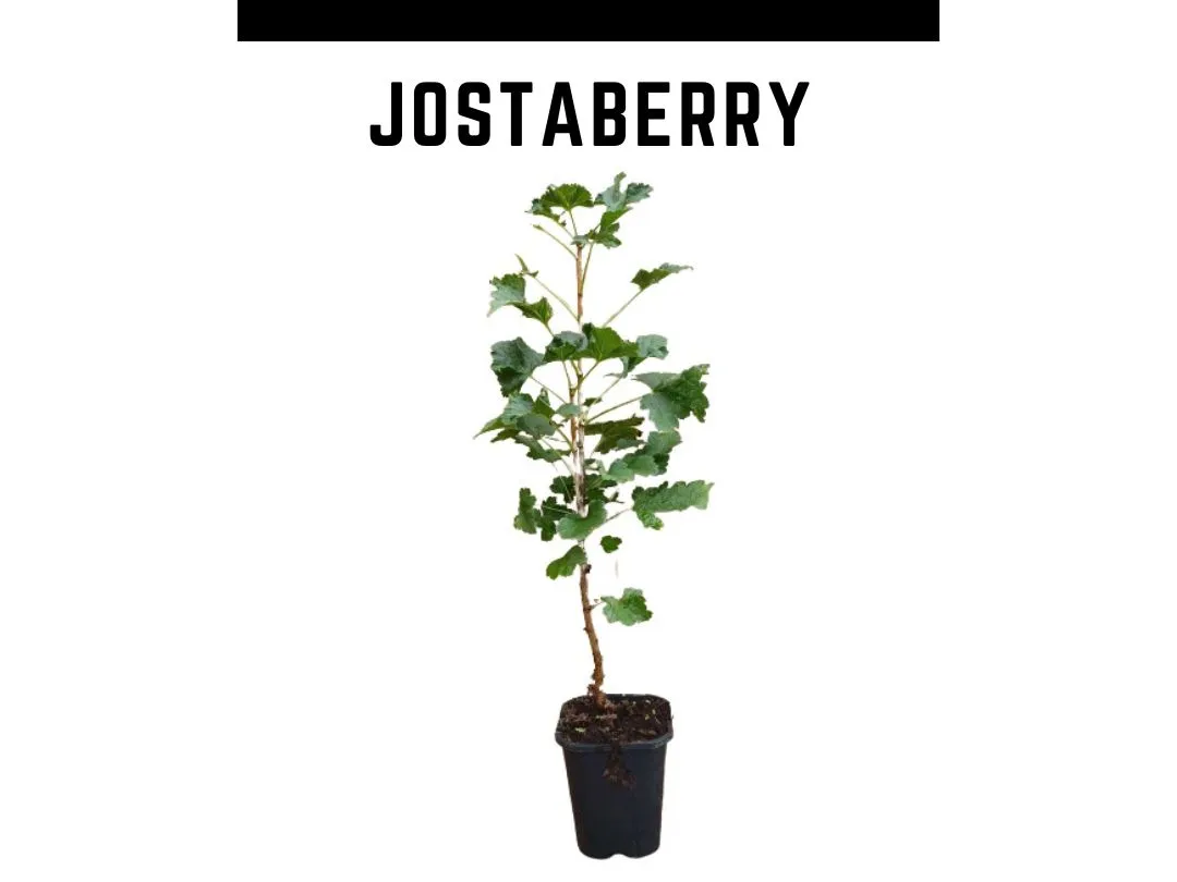 Planta jostaberry vaso 1 L