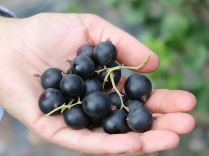 Venta online planta Jostaberry, Ribes x nidigrolaria