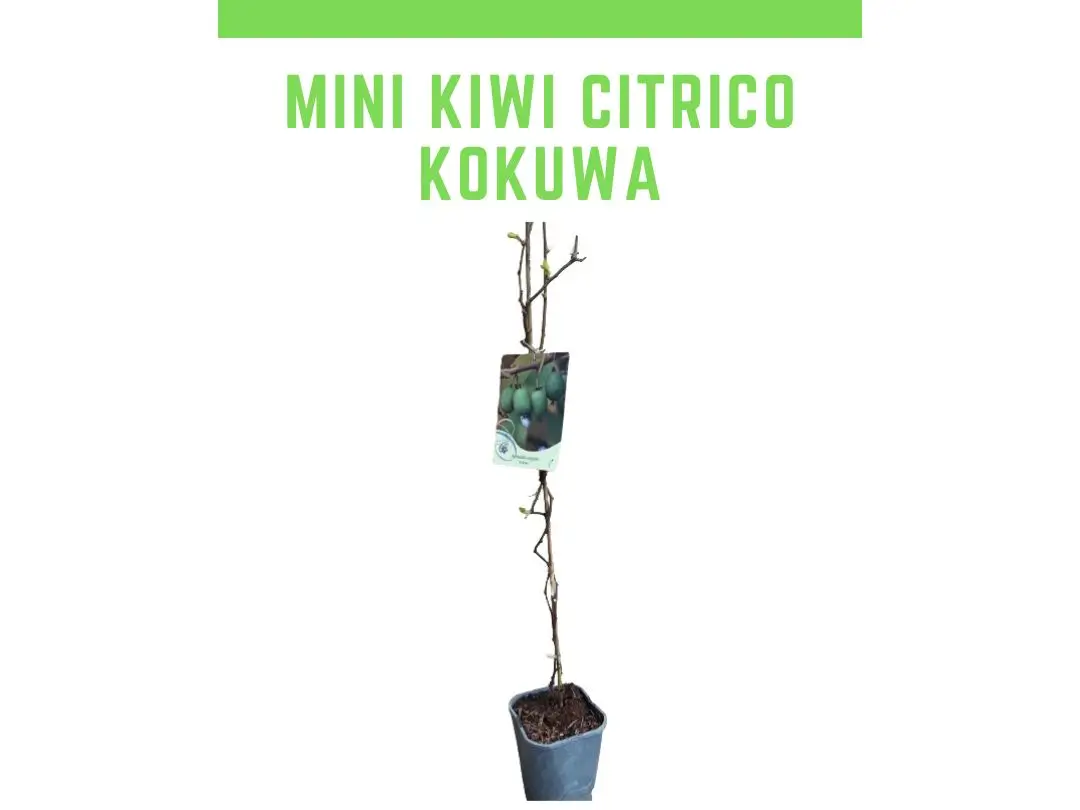 Planta de mini kiwi kokuwa