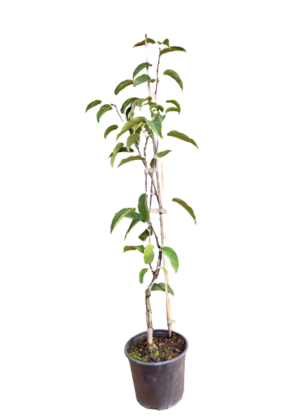 Venda online de planta Baby kiwi Bingo, Actinidia arguta