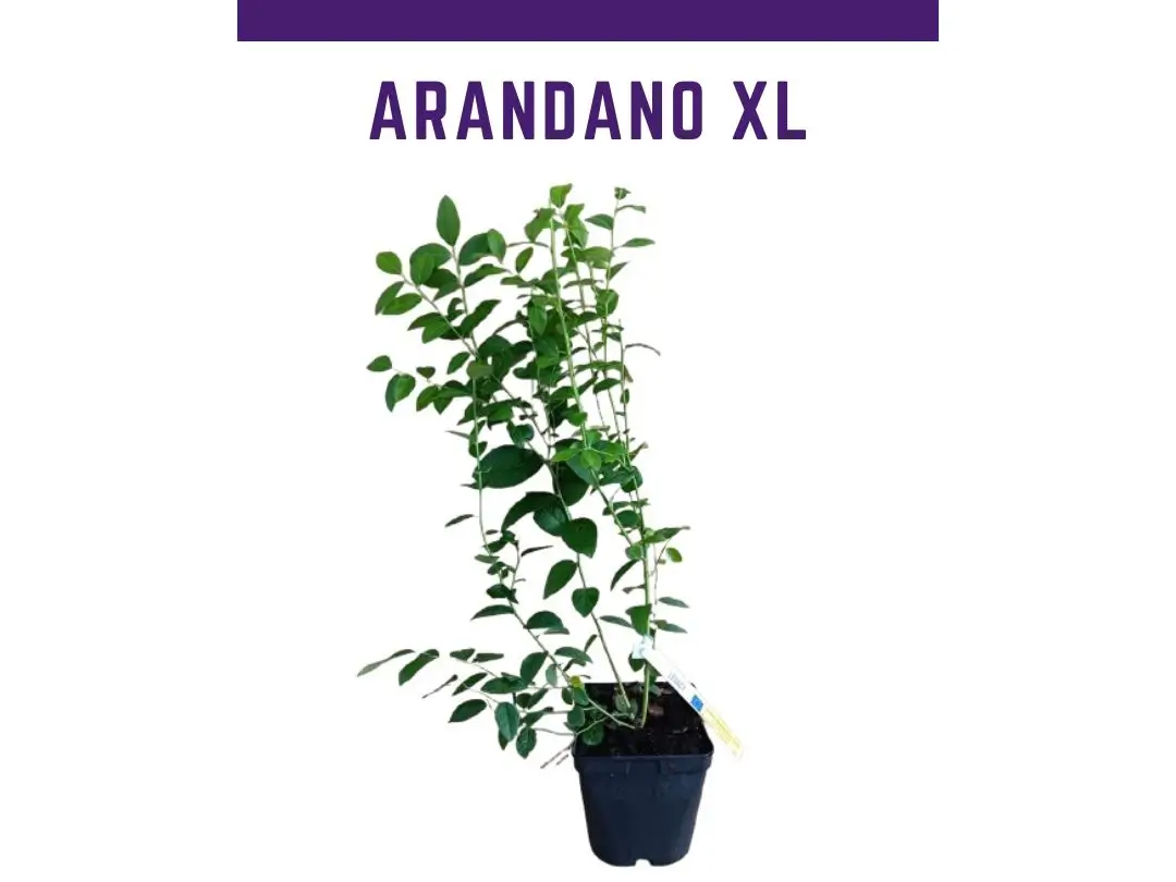 Planta arndano variedad Legacy  maceta 4L