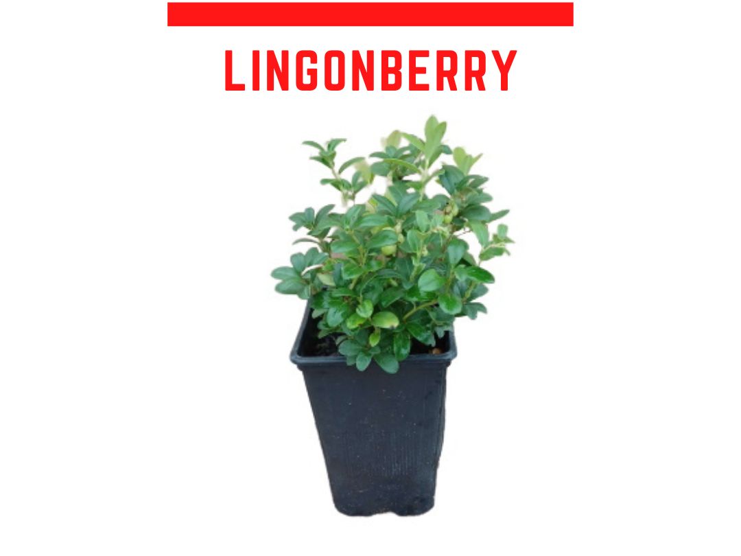 Planta de arandano Lingonberry 1 L