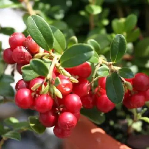 Arandano rojo europeo lingonberry Vaccinium vitis-idaea