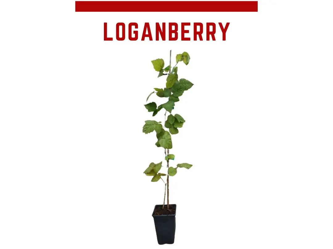 Planta de frambuesa - zarzamora loganberry