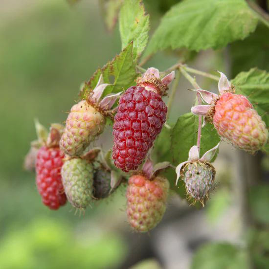 Frambuesa loganberry sin espinas Rubus × loganobaccus