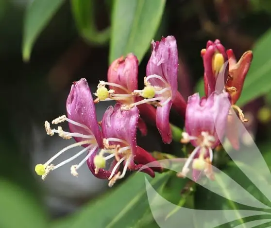 madressilva Lonicera henryi 