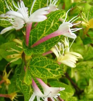 madressilva Lonicera japonica