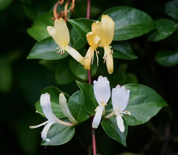 madressilva Lonicera japonica Halliana