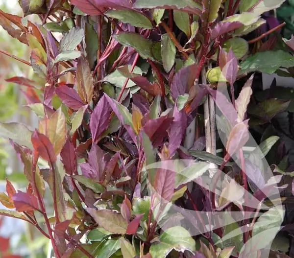 madressilva Lonicera japonica Purpurea 