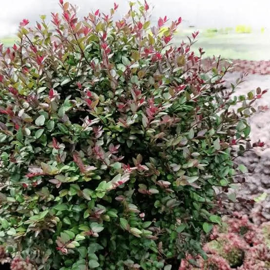 Lonicera nitida Garden Clouds Purple Storm