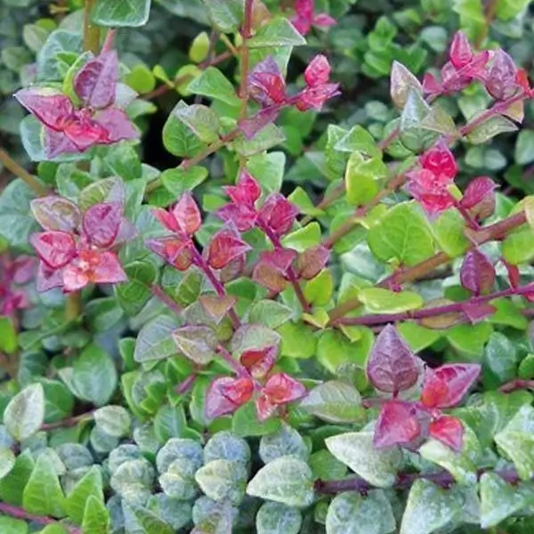 Madreselva arbustiva Red tips Lonicera nitida