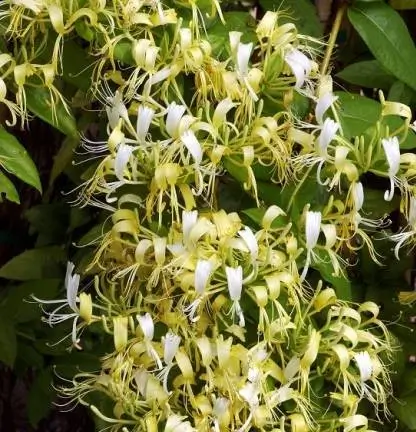 Planta de madressilva Delavay 2L