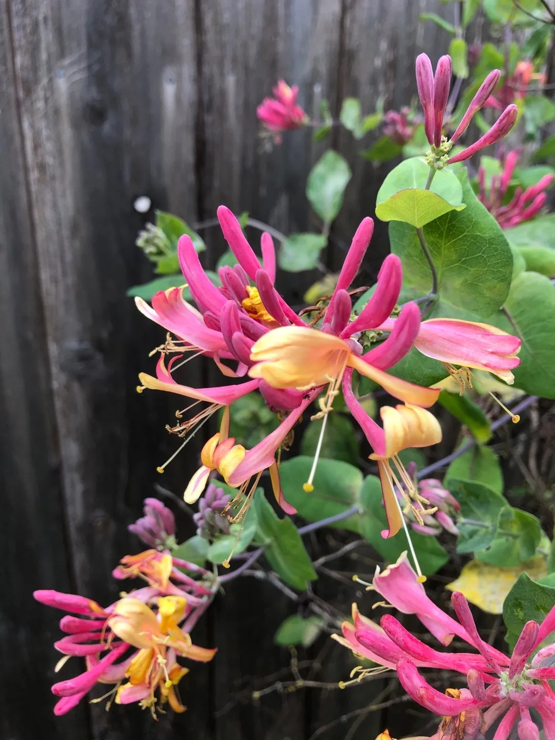 Lonicera heckrottii `Gold Flame`