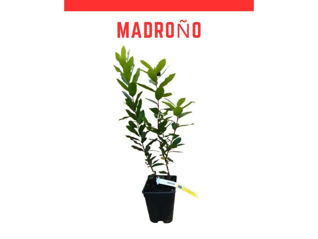 Plantas arbol madroo 3L