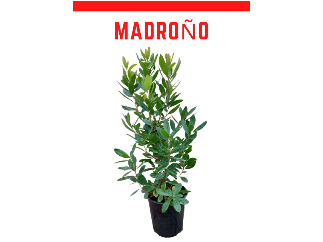 Plantas medronheiro vaso 4 L